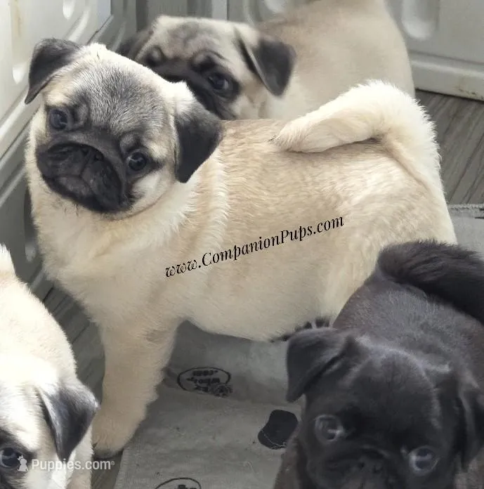 Rain Silver Fawn - loves water – Pug puppy for sale in Whitwell, TN