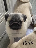 Rain Silver Fawn - loves water, a male Pug for sale in Whitwell, TN – Photo 8 of 10