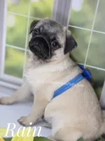 Rain Silver Fawn - loves water, a male Pug for sale in Whitwell, TN – Photo 10 of 10