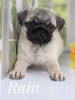 Rain Silver Fawn - loves water, a male Pug for sale in Whitwell, TN – Photo 8 of 10