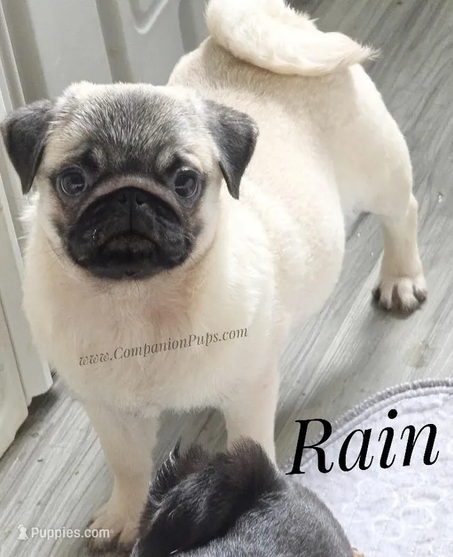 Rain Silver Fawn - loves water – Pug puppy for sale in Whitwell, TN