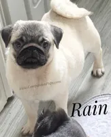 Rain Silver Fawn - loves water, a male Pug for sale in Whitwell, TN – Photo 1 of 10