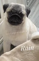 Rain Silver Fawn - loves water, a male Pug for sale in Whitwell, TN – Photo 6 of 10