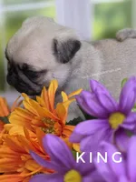 King - Small - Silver Fawn, a male Pug for sale in Whitwell, TN – 8 of 8