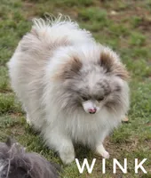 Throw Back Size - Wink - Lavendar Merle Parti, a male Pomeranian for sale in Whitwell, TN – 4 of 6