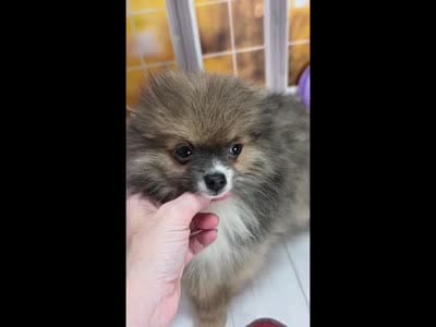 💙 Snickers – Rare Dilute Blue Sable Pomeranian Boy 💙🐾, a male Pomeranian for sale in Whitwell, TN – 3 of 5