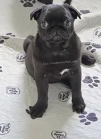 Yara  - 13 weeks - 6.5 pounds, a female Pug for sale in Whitwell, TN – 7 of 9