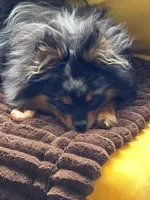 Bold Coloring - Timber - Black Merle Copper Points!, a male Pomeranian for sale in Whitwell, TN – 6 of 9
