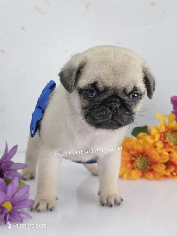Silver Fawn - Blue Bow C Video – Pug puppy for sale in Whitwell, TN