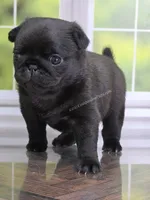 Dutchess - AKC CH Sired - Laid Back Sweet, a female Pug for sale in Whitwell, TN – 3 of 5