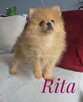 Rare Orange w/Blue Eyes - Tiny Female - Rita, a female Pomeranian for sale in Whitwell, TN – 2 of 10