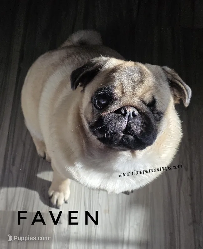 Champion Sired - Skip the Puppy Stage! – Pug puppy for sale in Whitwell, TN