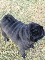 🖤 Gorgeous Russian Imported – Wrinkles, Rolls & Champion Lines!, a male Pug for sale in Whitwell, TN – 5 of 6