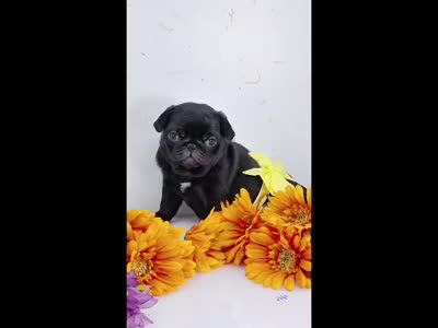 Tiny Dream Pug Puppy - Yara, a female Pug for sale in Whitwell, TN – 3 of 10