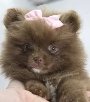 Chrissy, a female Pomeranian for sale in Whitwell, TN – 2 of 9