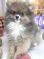 💙 Snickers – Rare Dilute Blue Sable Pomeranian Boy 💙🐾, a male Pomeranian for sale in Whitwell, TN – 4 of 5