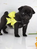 Yellow Bow - Female - See Video, a male Pug for sale in Whitwell, TN – 3 of 7