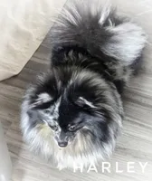 Harley excellent with kids!, a female Pomeranian for sale in Whitwell, TN – 3 of 7