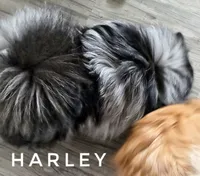 Harley excellent with kids!, a female Pomeranian for sale in Whitwell, TN – 4 of 7
