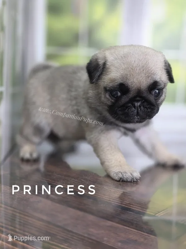 Princess - Ch Sired! – Pug puppy for sale in Whitwell, TN