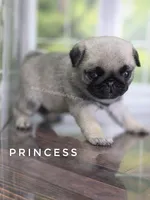 Princess - Ch Sired!, a female Pug for sale in Whitwell, TN – 1 of 9