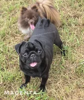 Magenta - Older Puppy Skip Young Stage!, a female Pug for sale in Whitwell, TN – 4 of 6