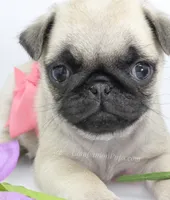 Pink Bow - Tiny Female - See Video, a male Pug for sale in Whitwell, TN – 1 of 6
