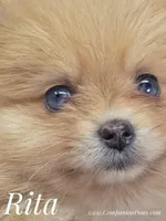 Rita - CH Sired! One and Half Blue Eyes!, a female Pomeranian for sale in Whitwell, TN – 4 of 9