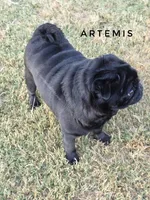 Artemis - Imported CH Sired Black Male Pug - Calm & Sweet, a male Pug for sale in Whitwell, TN – 4 of 8