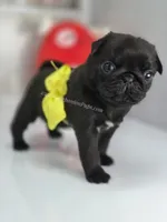 Yellow Bow-Sunshine, a female Pug for sale in Whitwell, TN – Photo 6 of 6