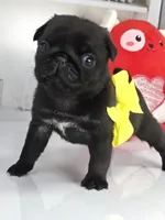 Yellow Bow-Sunshine, a female Pug for sale in Whitwell, TN – Photo 2 of 6