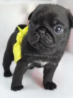 Yellow Bow-Sunshine, a female Pug for sale in Whitwell, TN – Photo 4 of 6