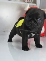 Yellow Bow-Sunshine, a female Pug for sale in Whitwell, TN – Photo 3 of 6