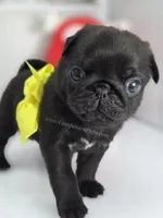 Yellow Bow-Sunshine, a female Pug for sale in Whitwell, TN – Photo 1 of 6