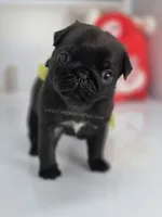 Yellow Bow-Sunshine, a female Pug for sale in Whitwell, TN – Photo 5 of 6