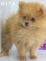 Blue Eye Beauty - Champion Sired!, a female Pomeranian for sale in Whitwell, TN – 8 of 9