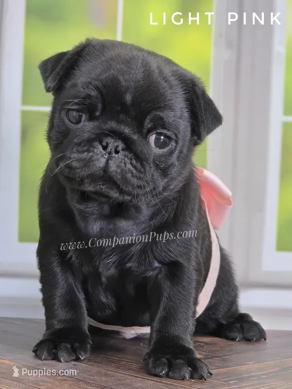 Light Pink - Ch Lines, a female Pug for sale in Whitwell, TN – Photo 1 of 7