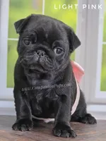 Light Pink - Ch Lines, a female Pug for sale in Whitwell, TN – Photo 1 of 7