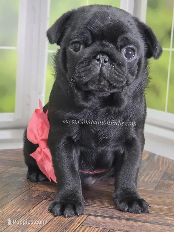 Pink - Wrinkles & Rolls – Pug puppy for sale in Whitwell, TN