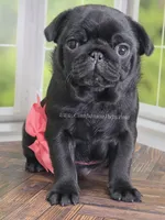 Pink - Wrinkles & Rolls, a female Pug for sale in Whitwell, TN – Photo 3 of 7