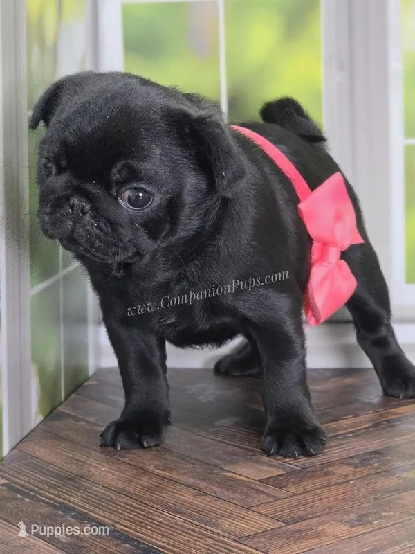 Pink - Wrinkles & Rolls – Pug puppy for sale in Whitwell, TN