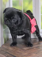 Pink - Wrinkles & Rolls, a female Pug for sale in Whitwell, TN – Photo 6 of 7