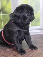 Pink - Wrinkles & Rolls, a female Pug for sale in Whitwell, TN – Photo 4 of 7