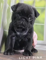 Light Pink - Ch Lines, a female Pug for sale in Whitwell, TN – Photo 6 of 7
