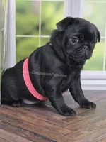 Pink - Wrinkles & Rolls, a female Pug for sale in Whitwell, TN – Photo 5 of 7