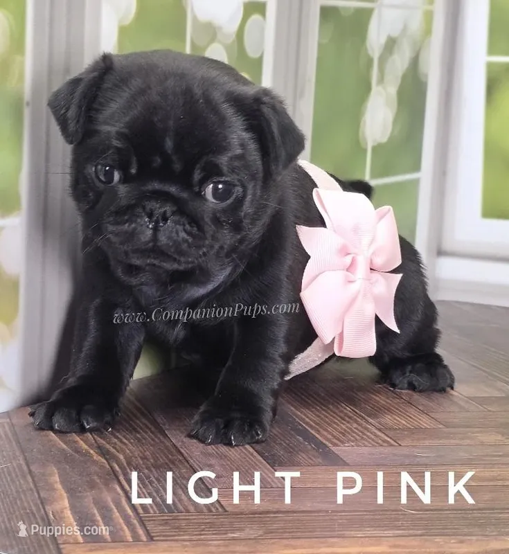 Light Pink - Wrinkles & Rolls – Pug puppy for sale in Whitwell, TN