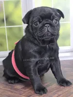 Pink - Wrinkles & Rolls, a female Pug for sale in Whitwell, TN – Photo 1 of 7