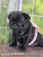 Light Pink - Ch Lines, a female Pug for sale in Whitwell, TN – Photo 7 of 7