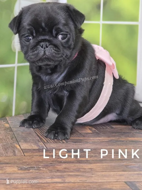 Light Pink - Ch Lines – Pug puppy for sale in Whitwell, TN