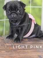 Light Pink - Ch Lines, a female Pug for sale in Whitwell, TN – Photo 3 of 7